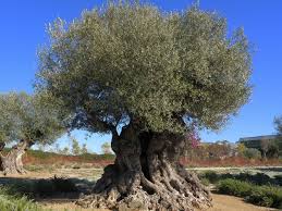 el olivo